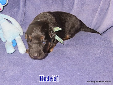 Hadriël, zwart-bruine Oudduitse Herder reu van 2 weken oud